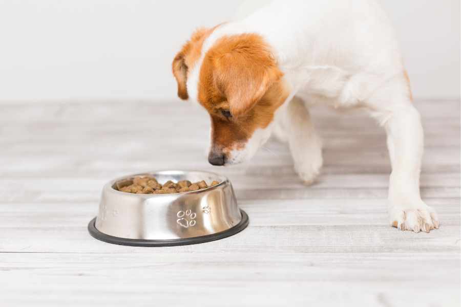 Wie viel Futter braucht ein kleiner Hund wirklich?