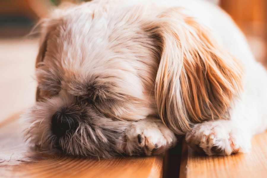Fehler, die kleinen Hunden den Bauch verdrehen
