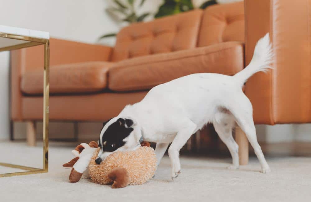 Richtige Beschäftigung für kleine Hunde