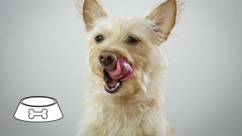 gutes Hundefutter erkennen