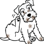 Rotverfärbungen, jücken , Allergie . Ist immer ein Thema der Ernährung bei kleinen Hunden