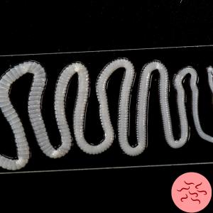 Bandwurm beum Hund in der Kotprobe. Hundefutter Ratgeber infos