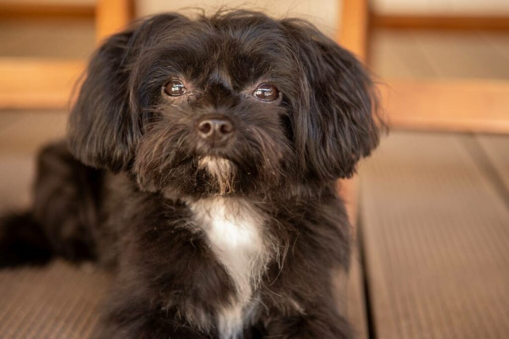 Bolonka Zwetna Ernährung: Hilfe bei Zahnstein & Maulgeruch