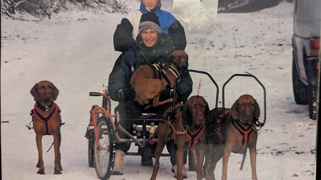 Meine Magyar Vizsla, alle als Schlittenhunde eingefahren