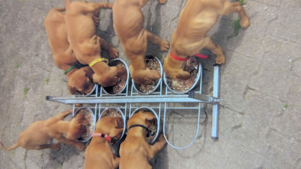 Magyar Vizsla Zucht WelpenManuela Franck