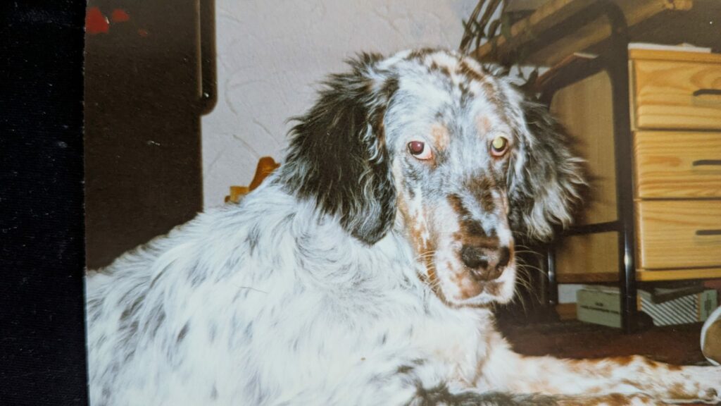 Jacko mein 1 Hund aus Ungarn vom Markt
