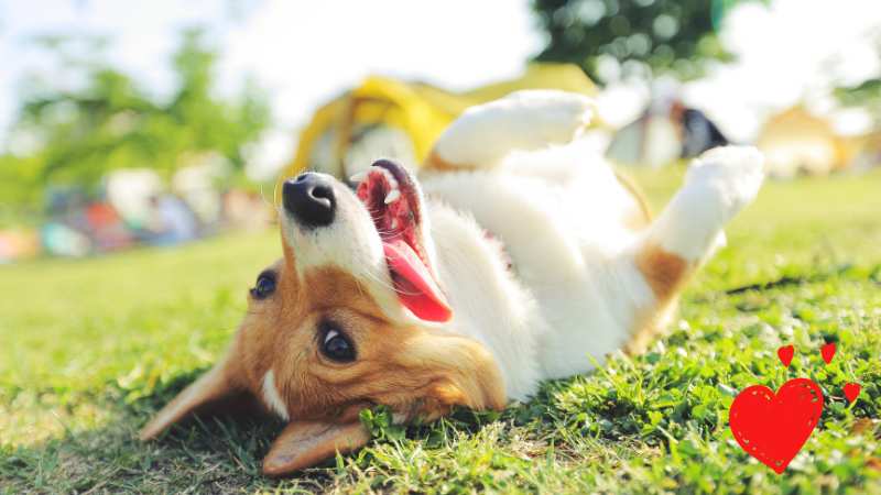 Ernährungsberaterin Manuela Franck möchte das dein Hund sich wohlfühlt