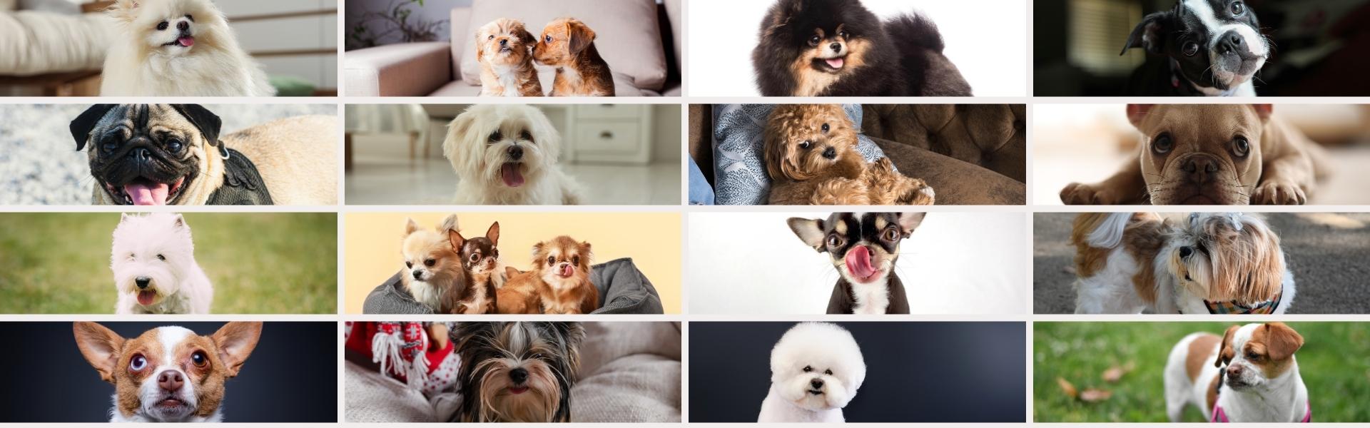 Vielfalt kleiner Hunderassen und passendes Hundefutter