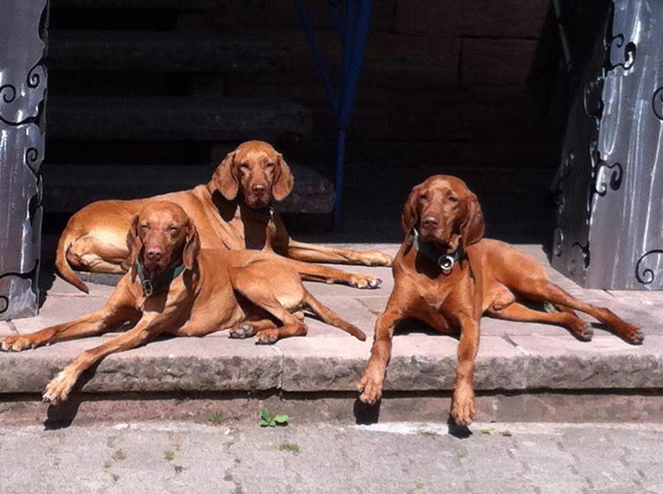Magyr Vizsla zwinger vom Pfalzhof von Manuela Franck