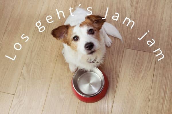 Futterumstellungsplan Hund