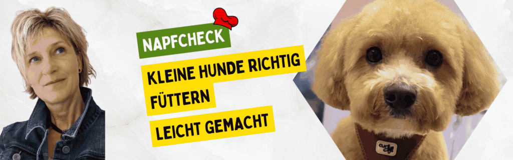Kleine Hunde richtig füttern.