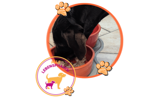 kleine Hunde richig füttern