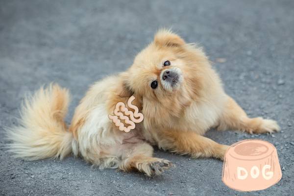 Darmgsundheit beim hund bei stinkenden Ohren