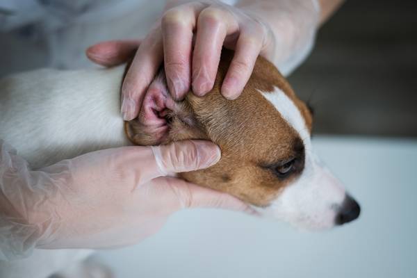 Hefeplilz Hund Ohr entzündet