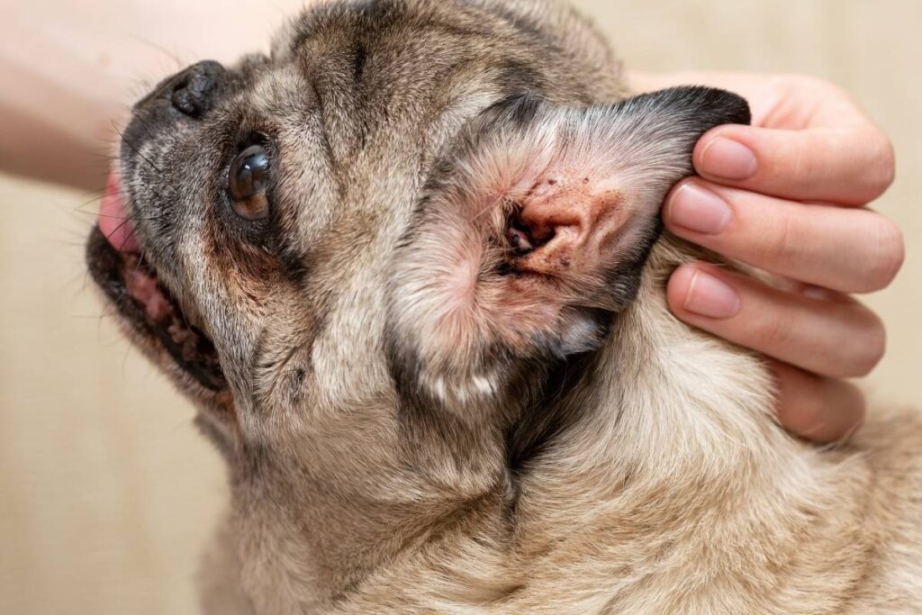 Hund kratzt Ohren