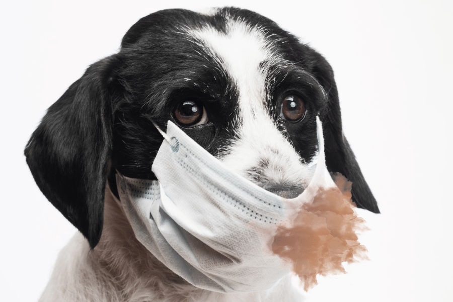 Hund stinkt aus dem Maul, ist Zahnstein der Grund?