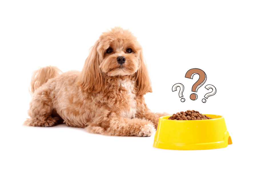 Hilft Trockenfutter gegen Zahnstein bei Hunden
