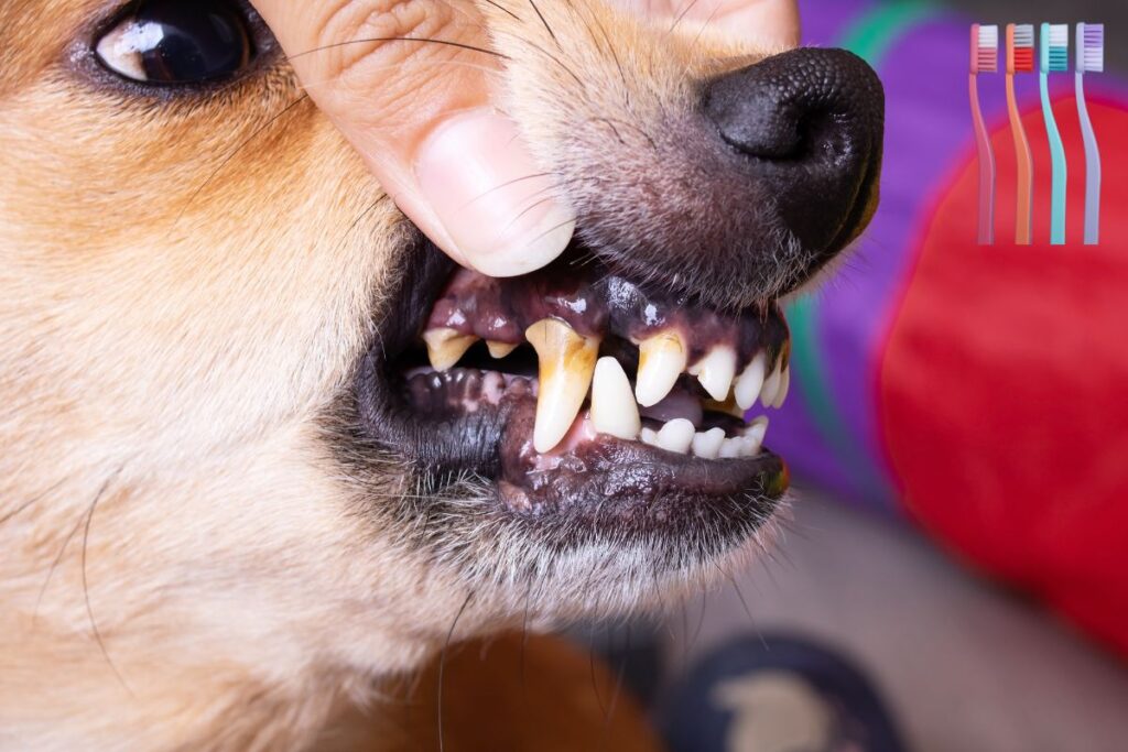 Zahnstein bei kleinen Hunden