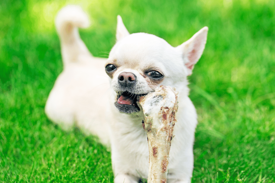 Zahnstein entfernen Hund beim Hund durch natürlichen Abrieb