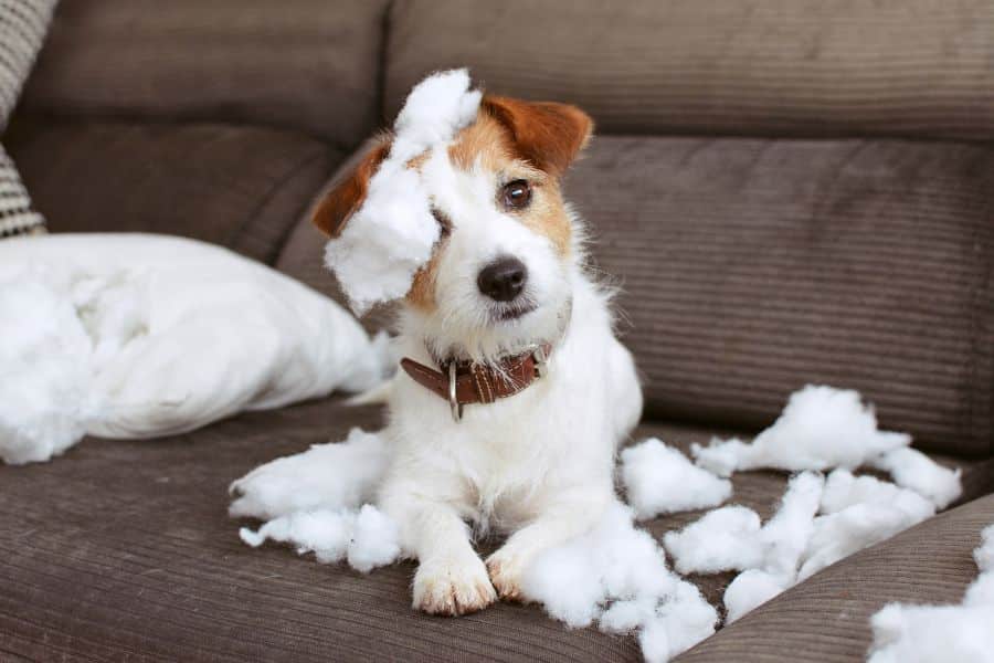 Hund hyperaktiv durch zu viel Protein