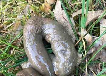 Hundekot mit Schleimhülle