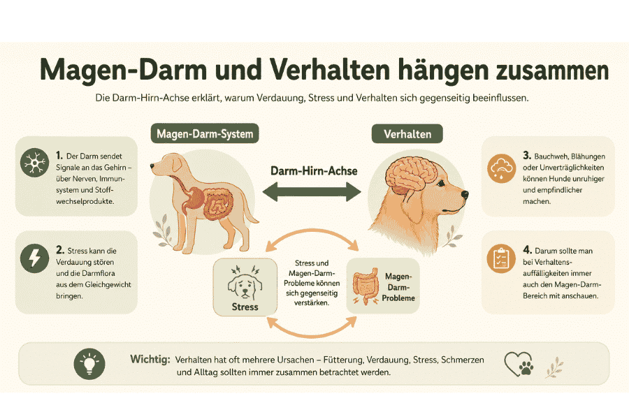 Magen-Darm-Gesundheit beeinflusst Verhalten